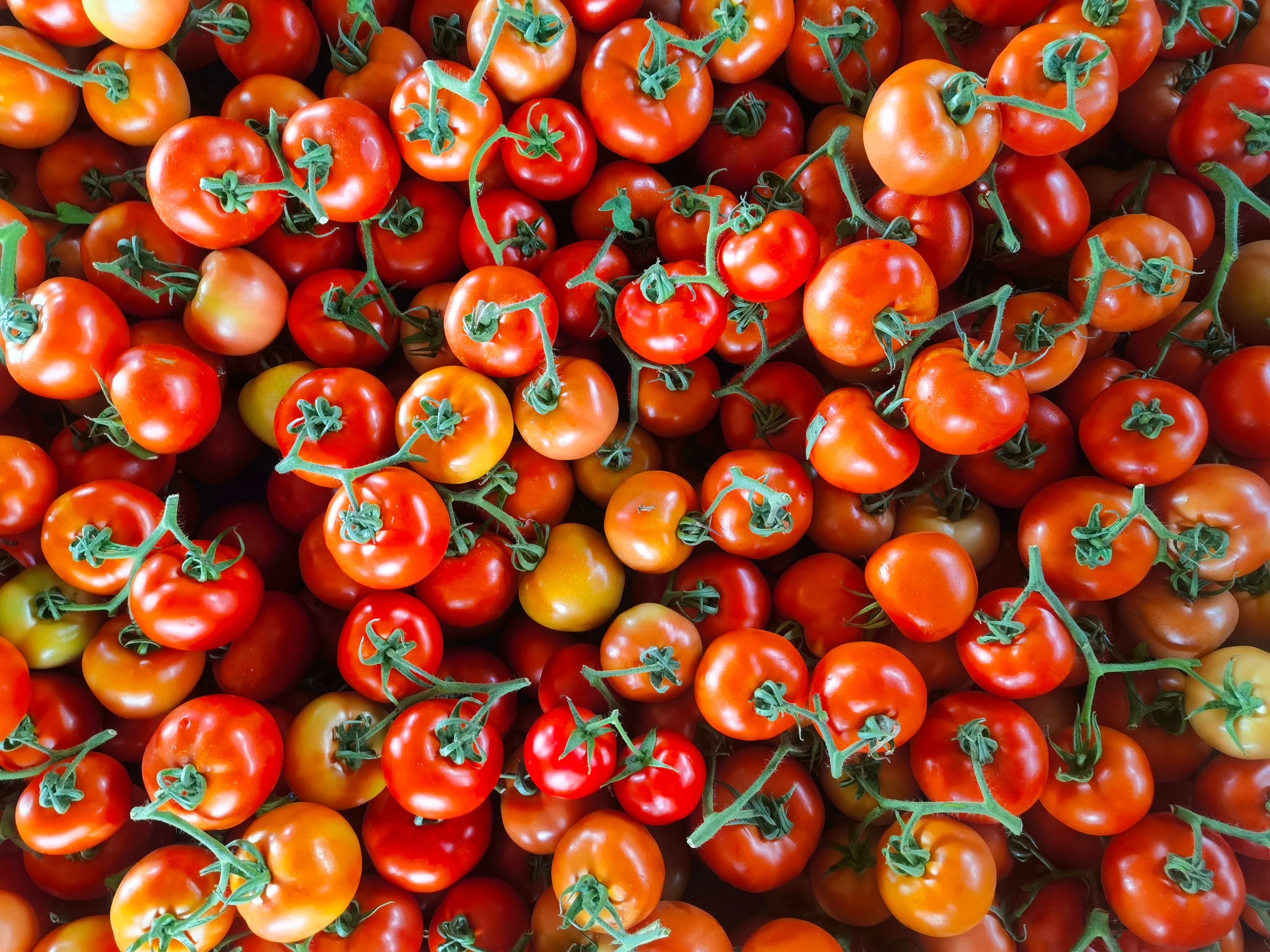 大红西红柿  西红柿山东聊城省产地直销，商超对接，电商平台