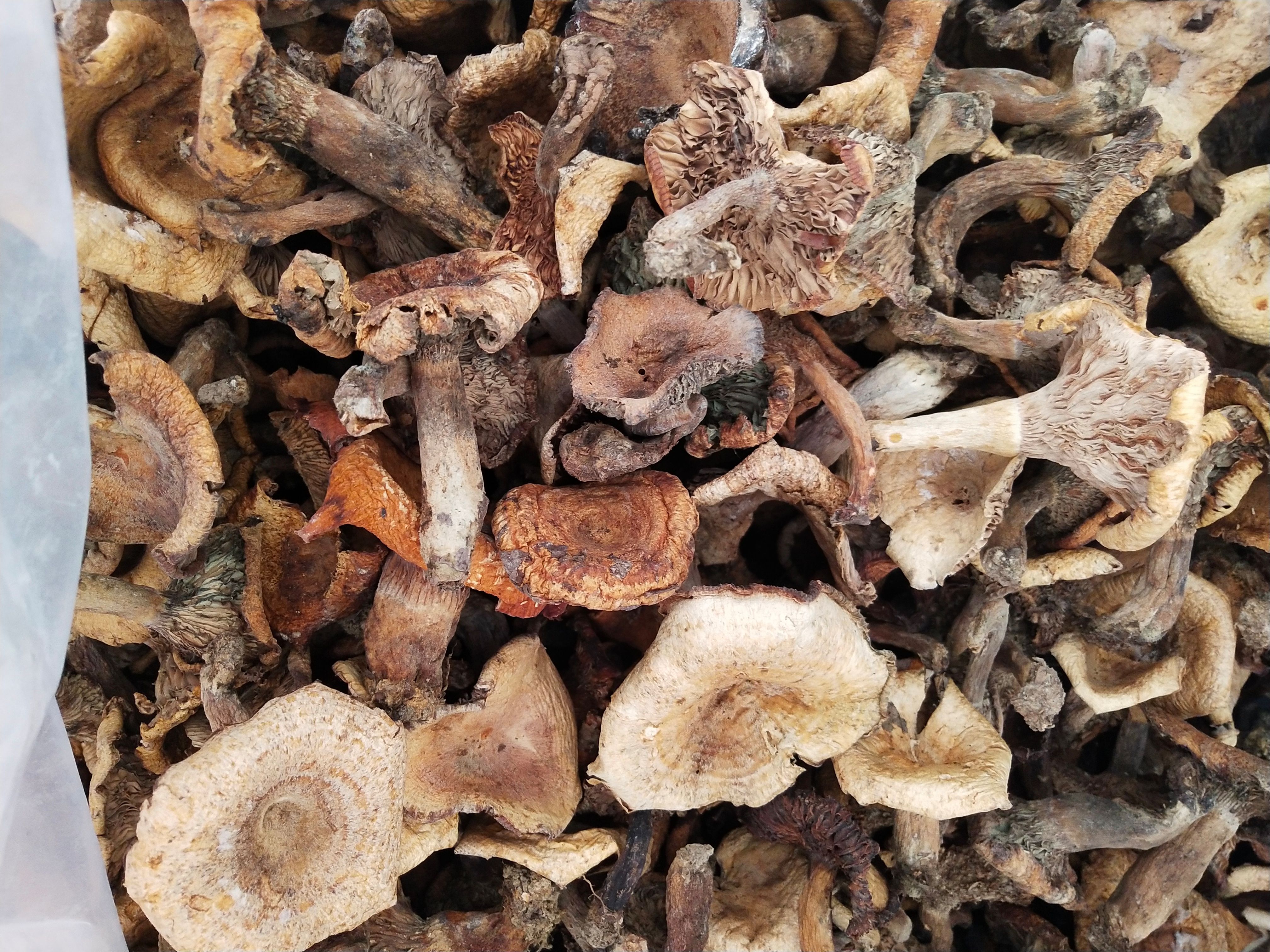 杂菌，林下食用菌杂菌（石灰白菌，鹅掌秋，奶浆菌）混装干品
