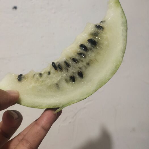 甘肃玉门籽瓜 大变小籽瓜种植基地玉门花海 甘肃籽瓜味道香