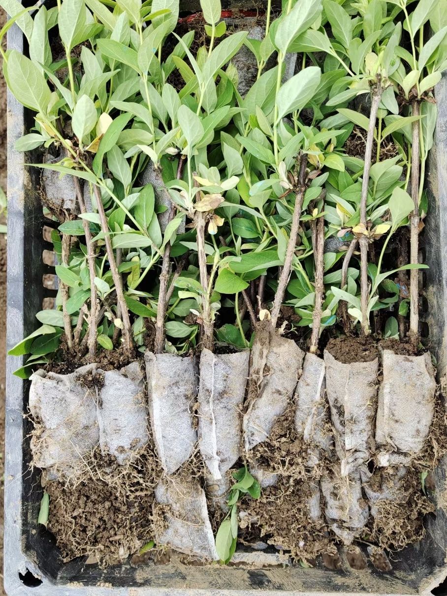 北花一号金银花苗  营养杯苗高质量高成活 品种纯正种植回收
