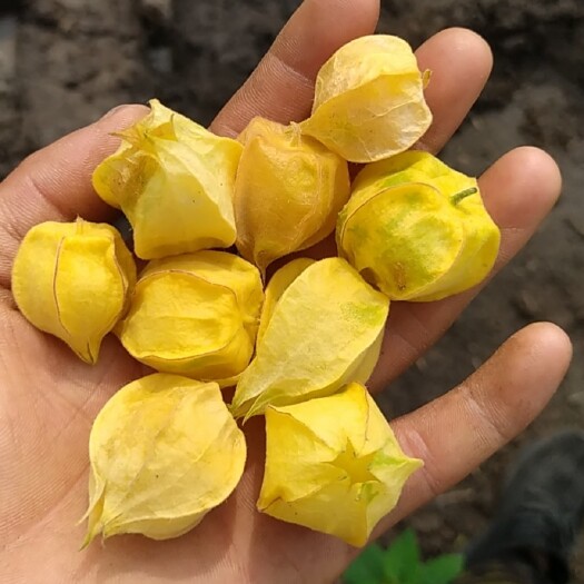 讷河市姑娘果  批发菇茑大量的来