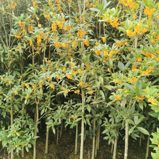 眉山 2—3公分金桂
