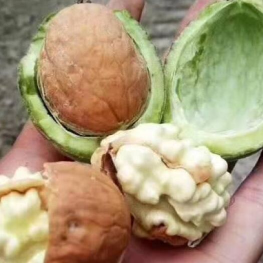 黄龙县青皮核桃 核桃，香菱40起步