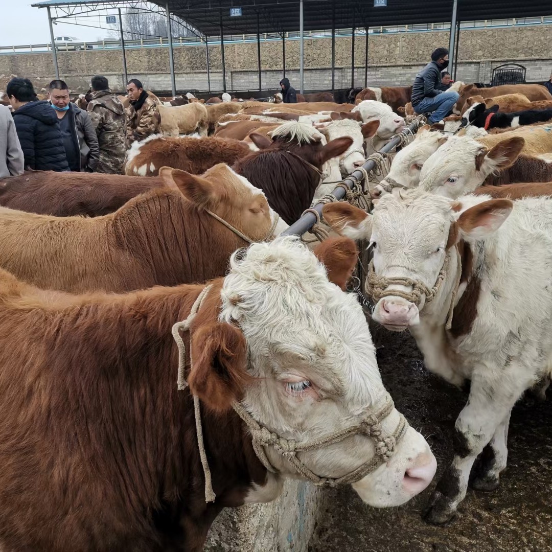 肉牛 最近架子公牛太便宜了要买的老板赶快了