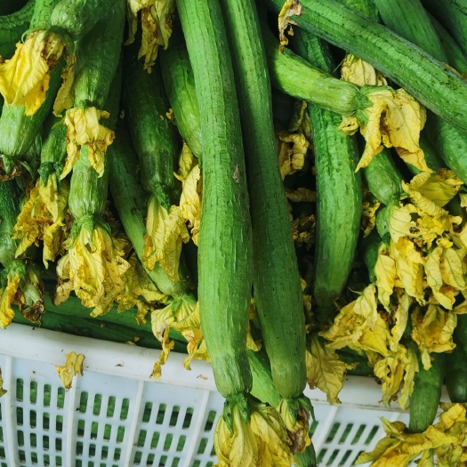 濮阳县 鲜花丝瓜基地