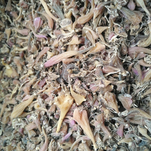 丽江冰求子(山林干货)