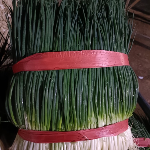 玉溪香葱  小葱 产地直供精品小葱热销中，一年四季有货，实力代办期待合作