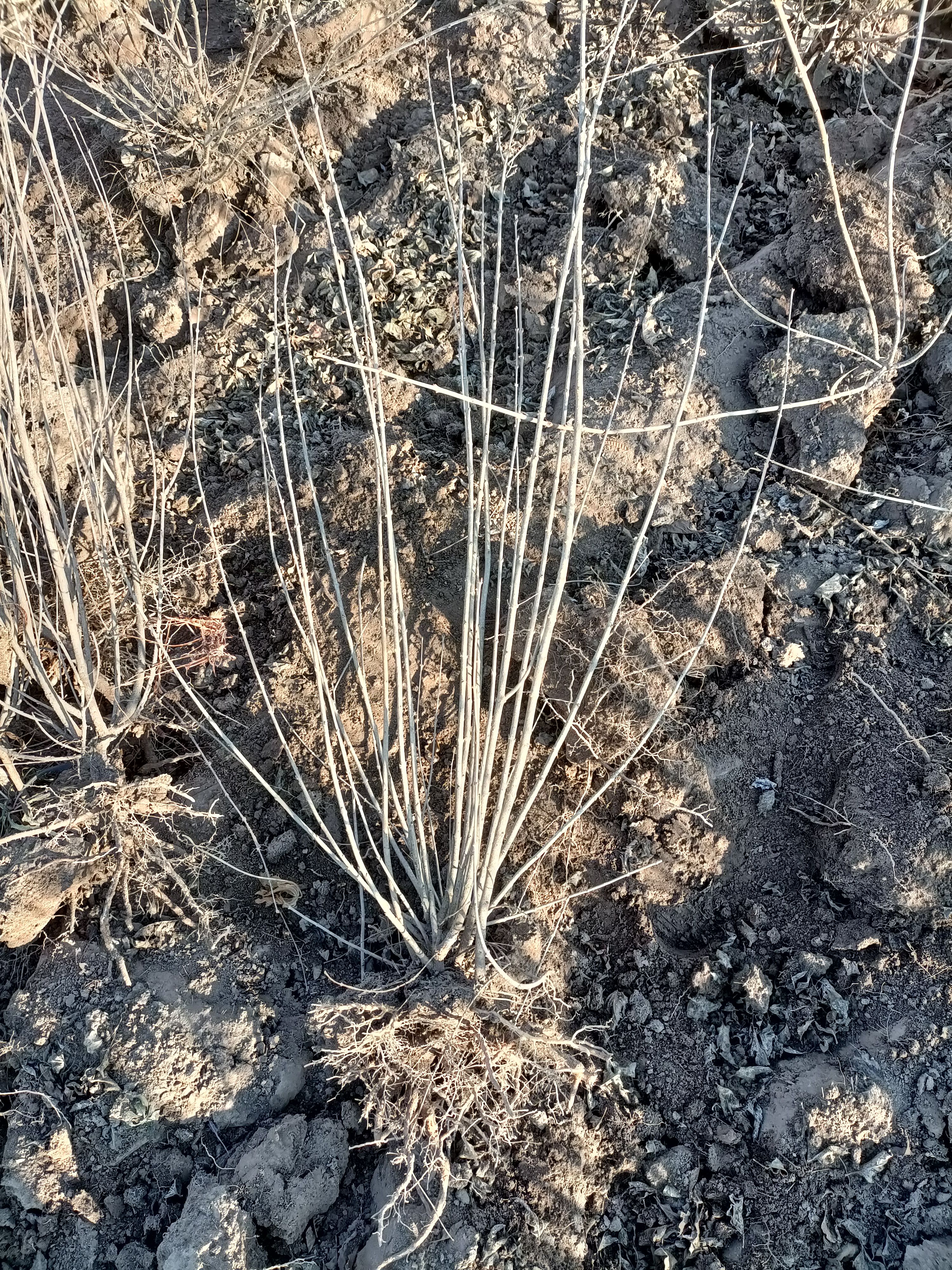 小叶丁香球，四季丁香，小叶丁香大田苗