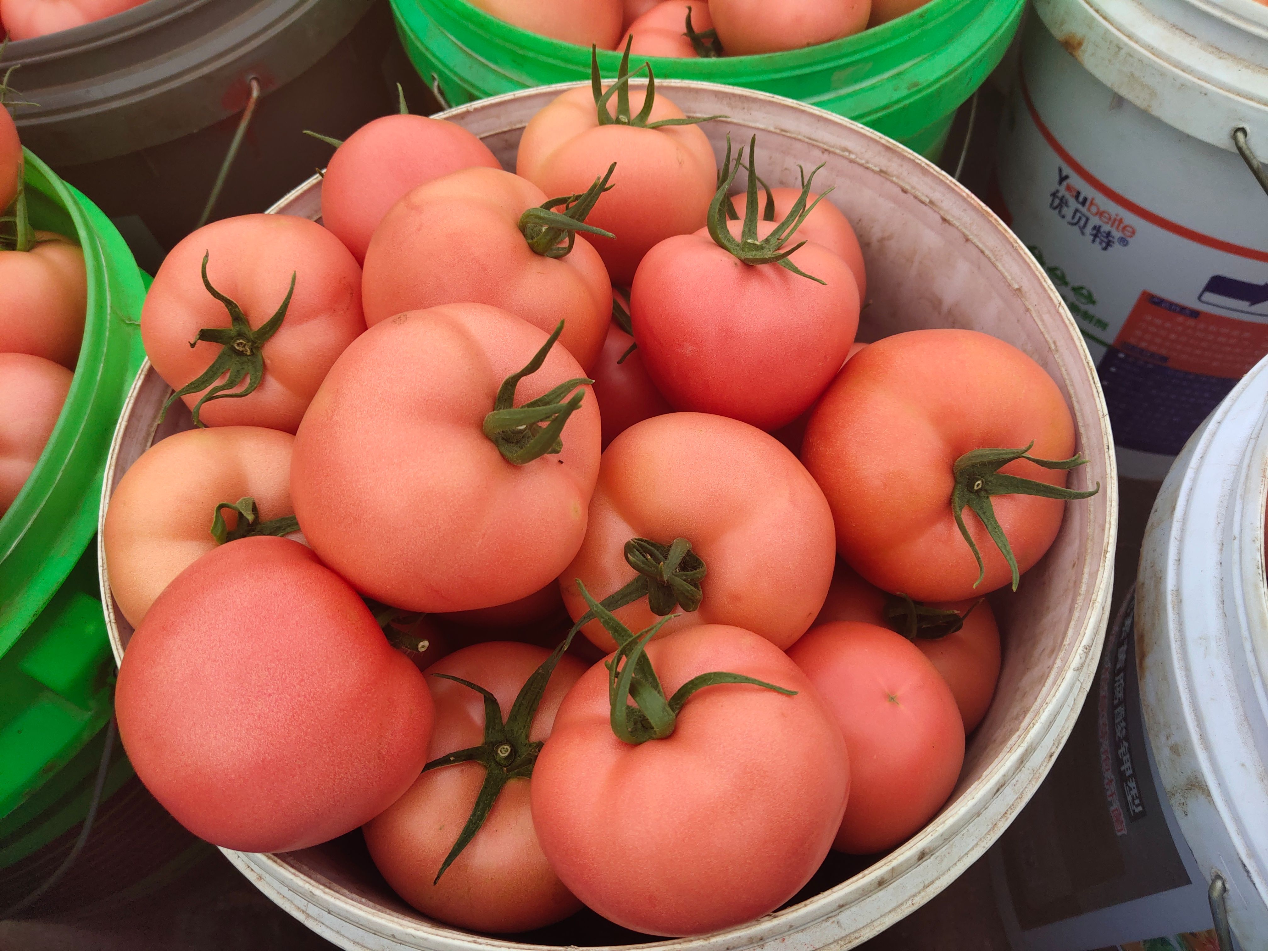 大红西红柿  西红柿山东聊城省产地直销，商超对接，电商平台