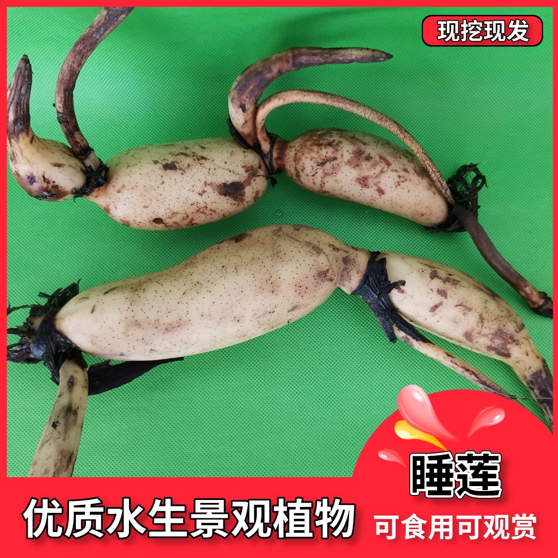 沭阳县碗莲种子水培植物四季室内盆栽睡莲种子水生睡莲荷花苗种籽种藕根