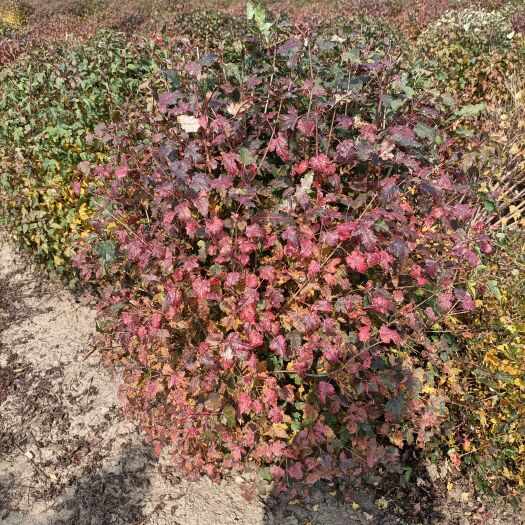 开原市三角枫球，茶条槭球