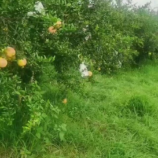 永胜县云南突尼斯软籽石榴