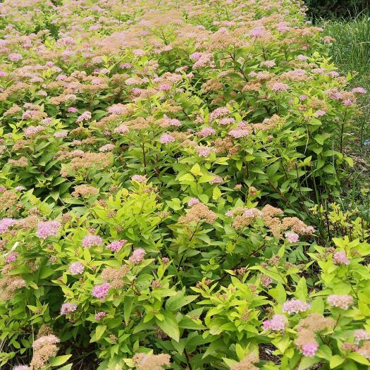 铁岭金山绣线菊  绣线菊