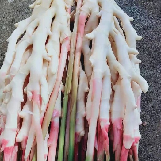 崇州市洞洞姜竹根姜仔姜， 香脆可口姜味浓郁自产自销