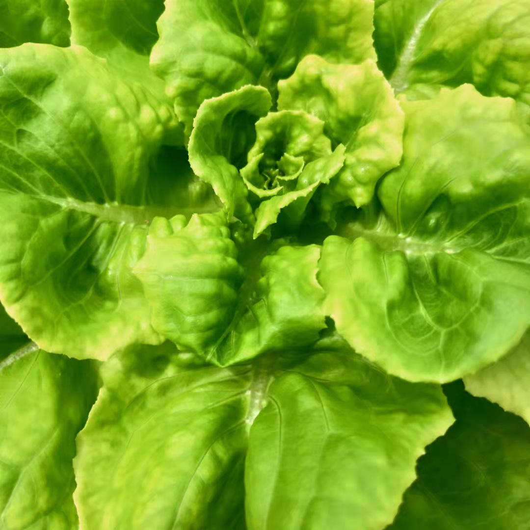 老师你好请问水培奶油生菜出现叶片边缘黄叶片鼓包以及底部叶片出现花