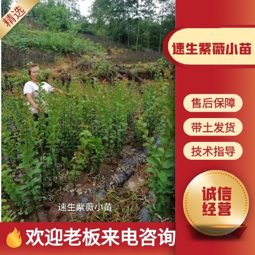 华蓥市速生紫薇  独杆扦插紫薇苗，欢迎砸单
