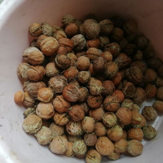 焦作河南焦作龙翔山薄皮核桃核桃，小面积种植！无公害，无污染