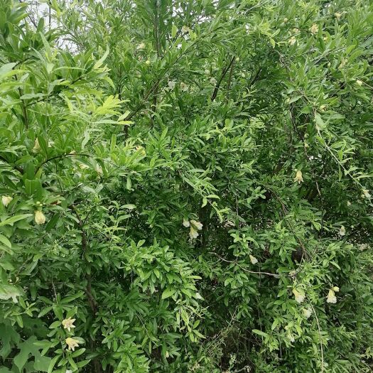 淮南石榴盆景 出售白玉花石榴树  八年树龄