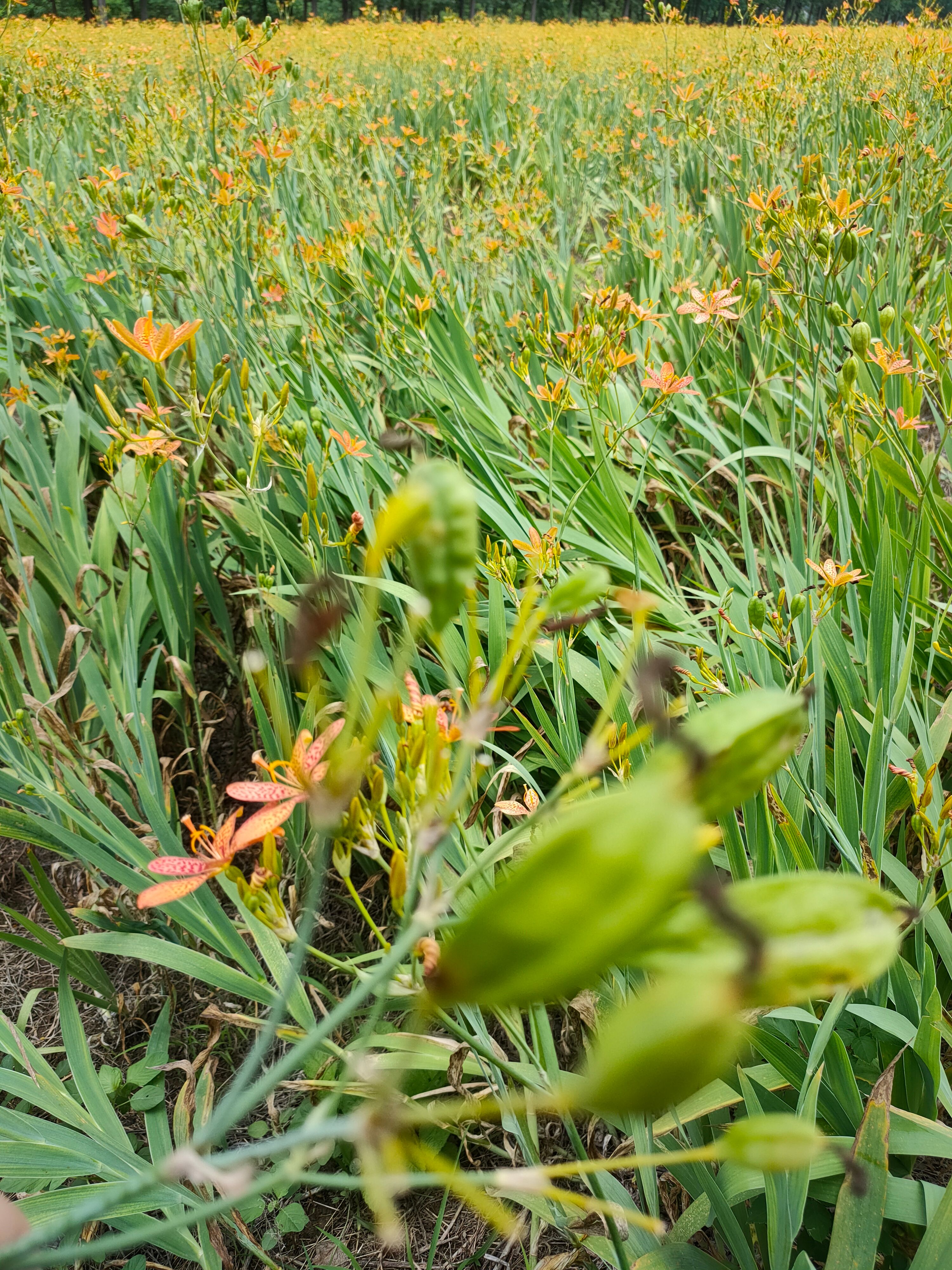 优质纯新射干种子，包芽率，干净无杂质，包回收