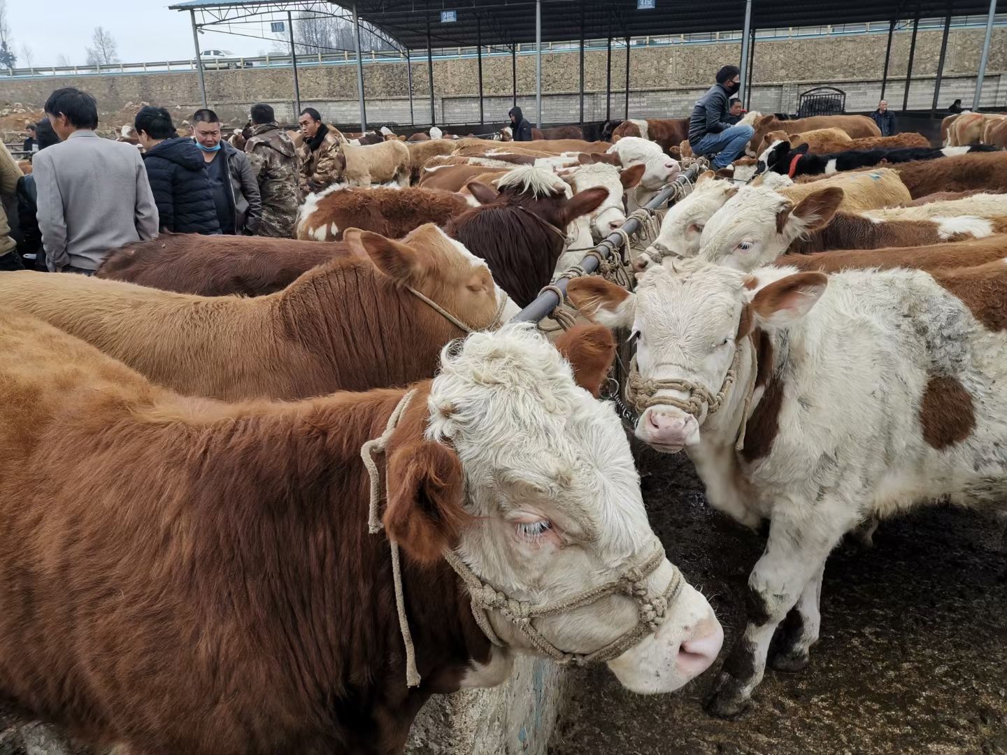 肉牛 最近架子公牛太便宜了要买的老板赶快了