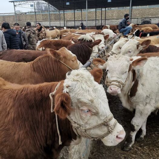 威宁县肉牛 最近架子公牛太便宜了要买的老板赶快了