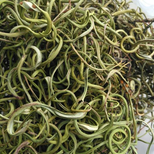 丽江化石草(山林小叶)