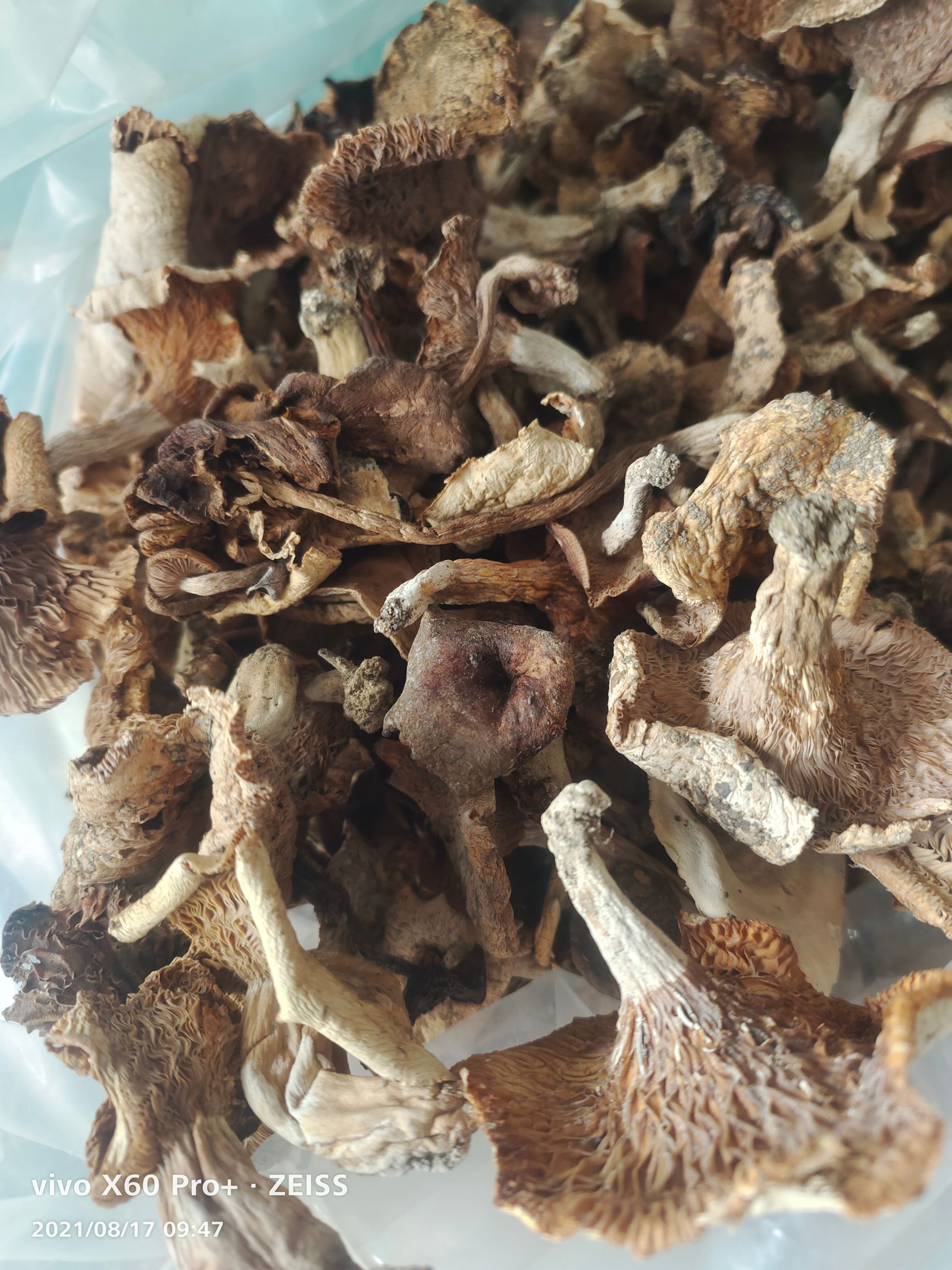杂菌，林下食用菌杂菌（石灰白菌，鹅掌秋，奶浆菌）混装干品