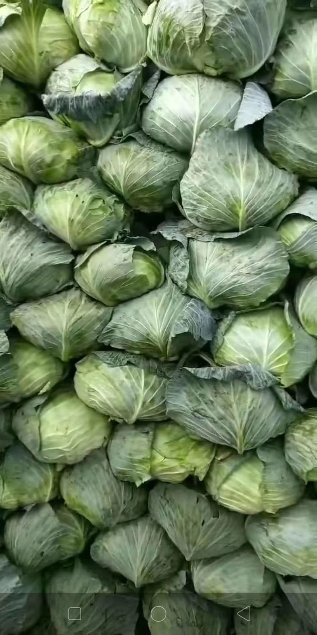 奥奇娜甘蓝  高原夏菜地理位置高  产品多多 品质优良