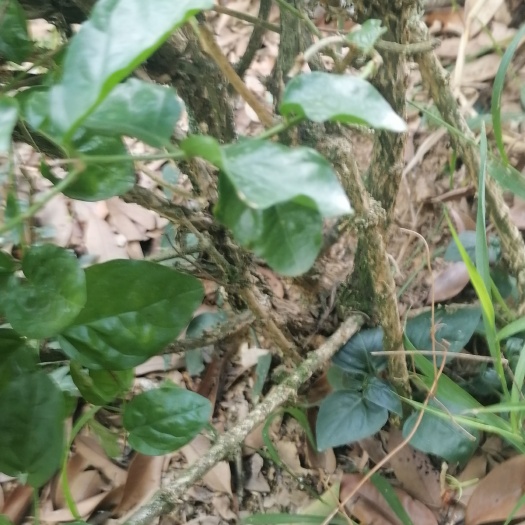 横州市白色茉莉 35年的茉莉花，老桩高度30多公分左右，大小在两公分