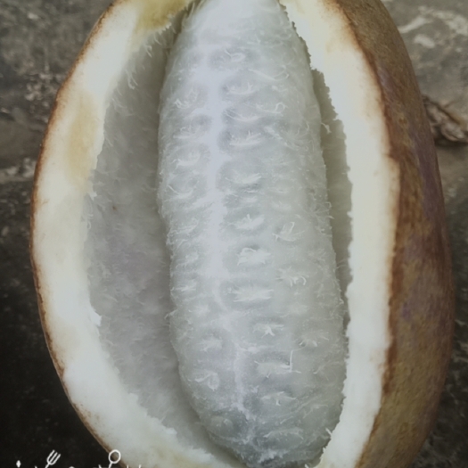 南漳县 八月瓜已开始成熟，有需要的老板吗