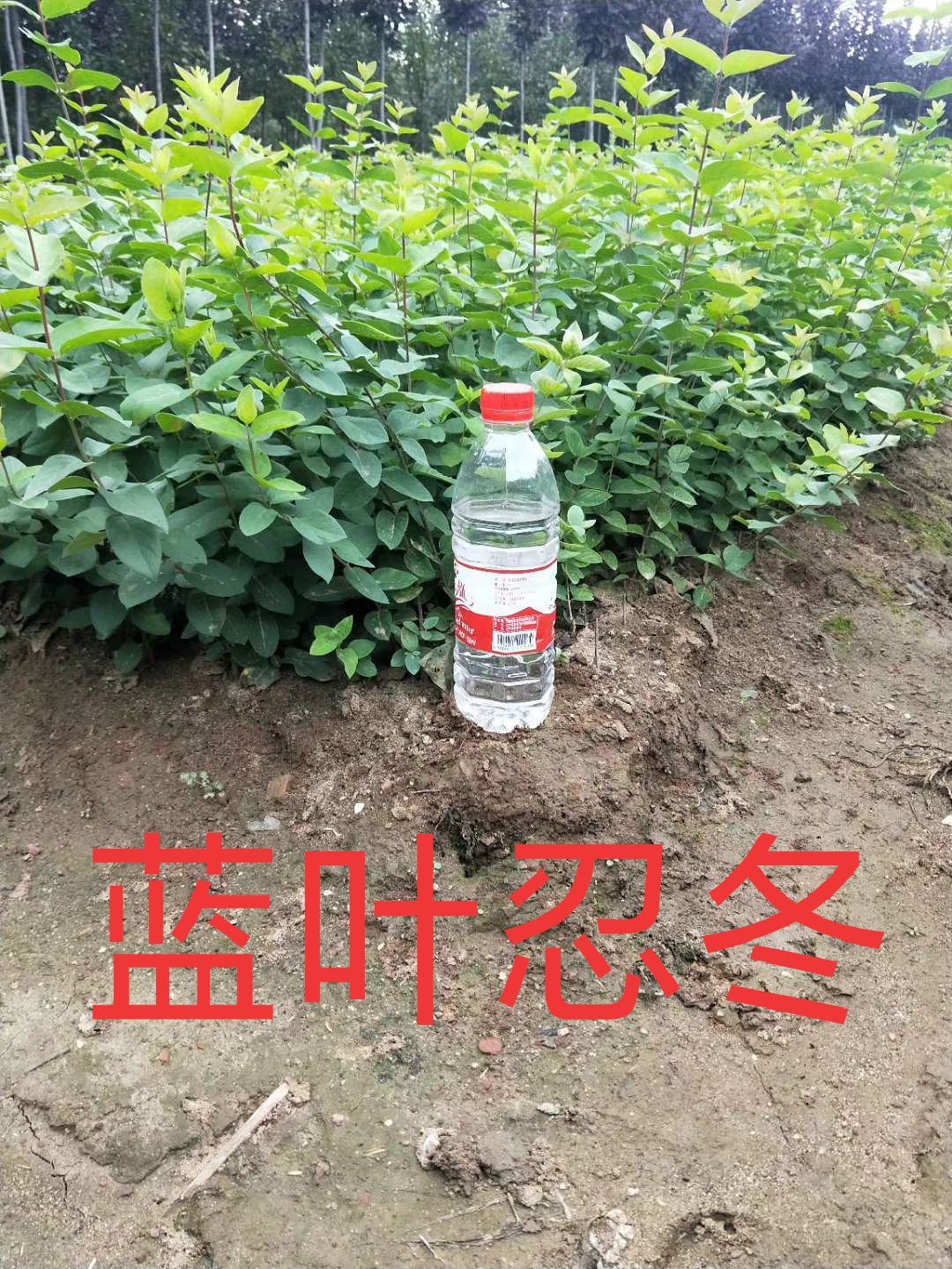 铁岭县金银木  蓝叶忍冬，红花忍冬，籽播苗工程灌木