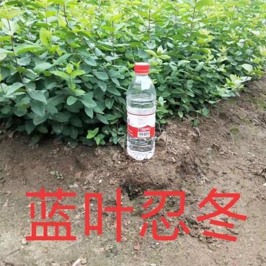 铁岭县金银木  蓝叶忍冬，红花忍冬，籽播苗工程灌木