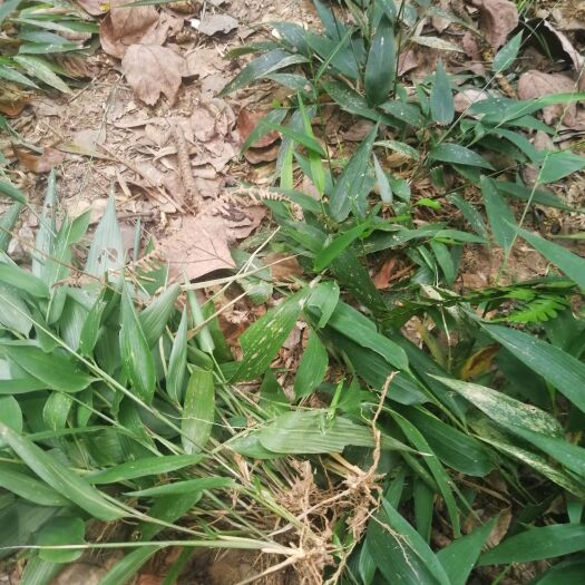 湘潭县淡竹叶 