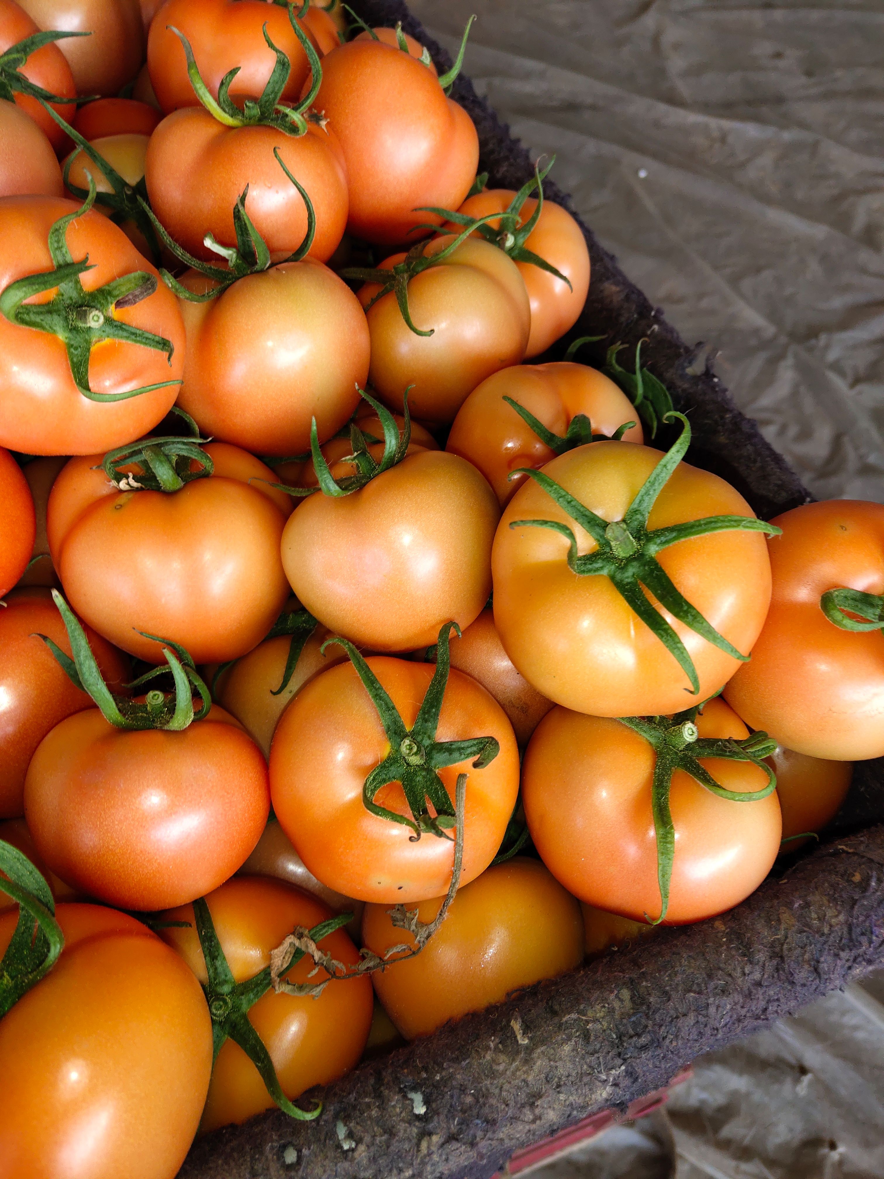 大红西红柿  西红柿山东聊城省产地直销，商超对接，电商平台