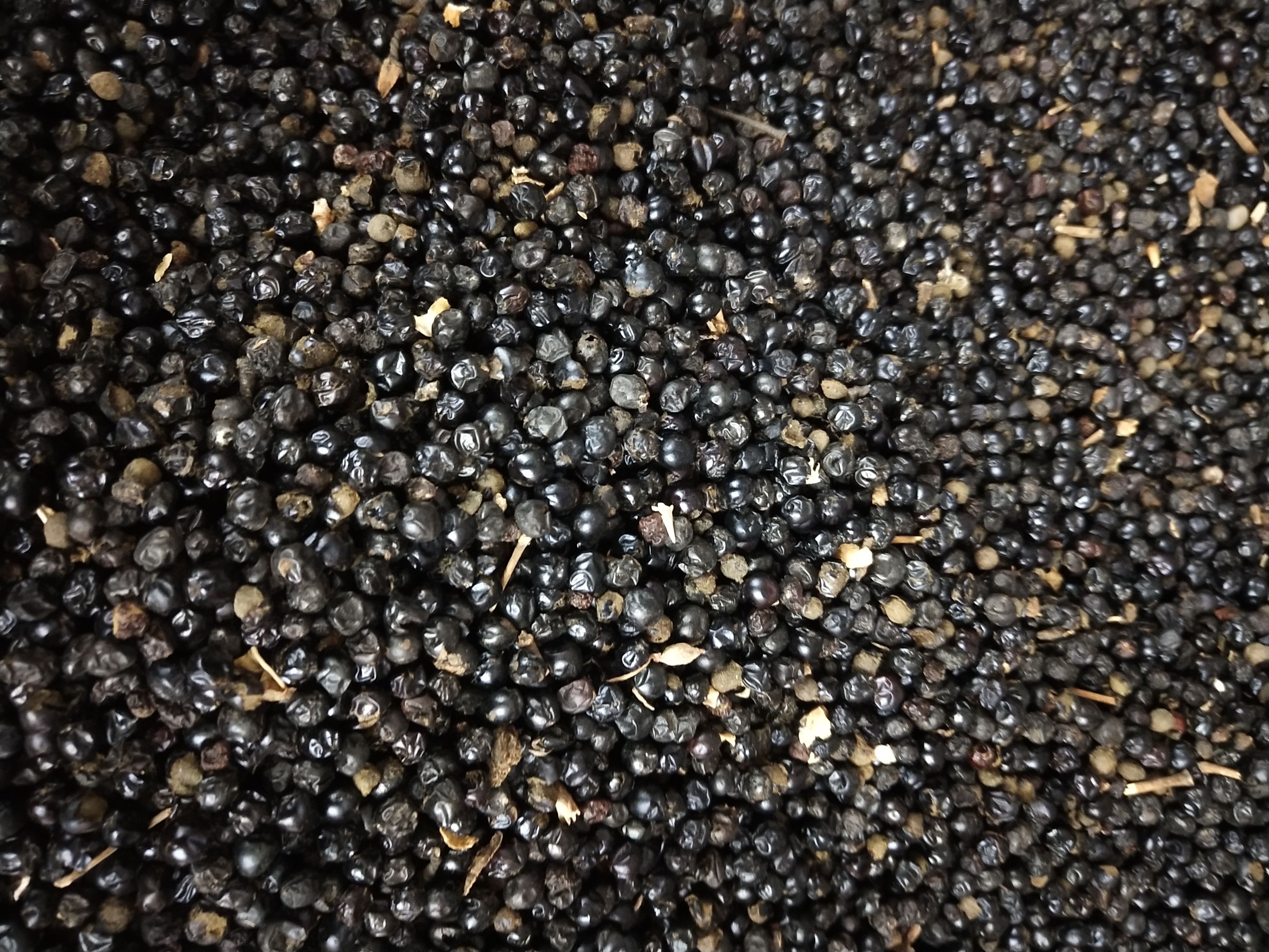 优质纯新射干种子，包芽率，干净无杂质，包回收