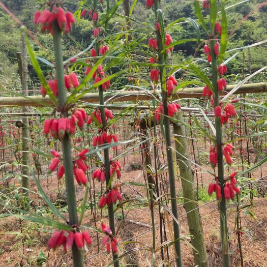 马关县黄精种子  红花滇黄精节节高种子成熟度好出苗率高提供种植教程