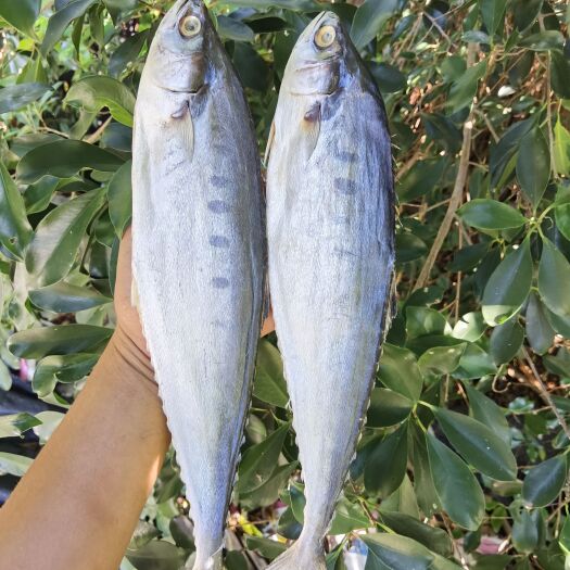 北海马鲛鱼干  公马胶鱼 蓝点马胶鱼 咸鱼干  【一手货源】