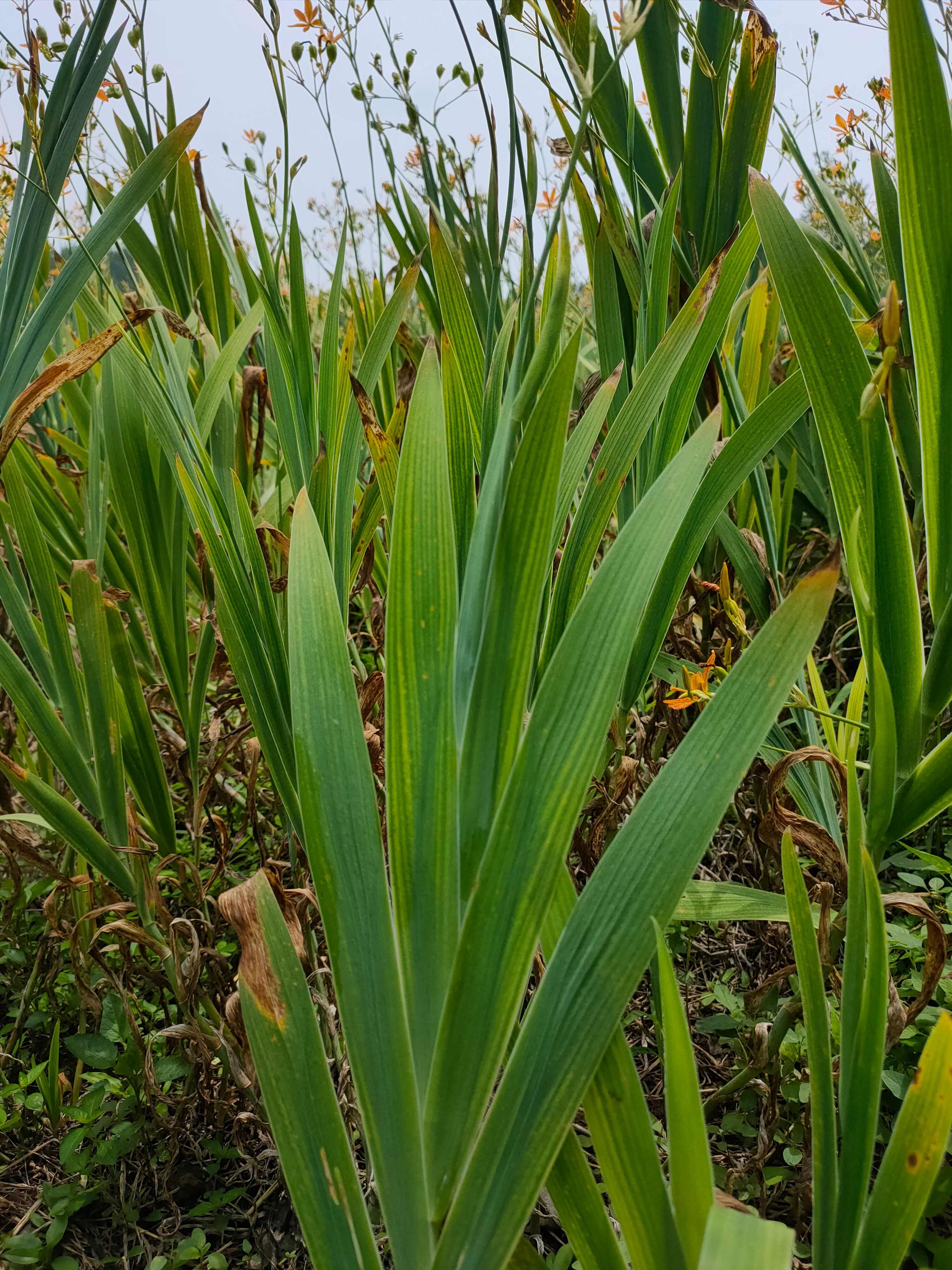 优质纯新射干种子，包芽率，干净无杂质，包回收