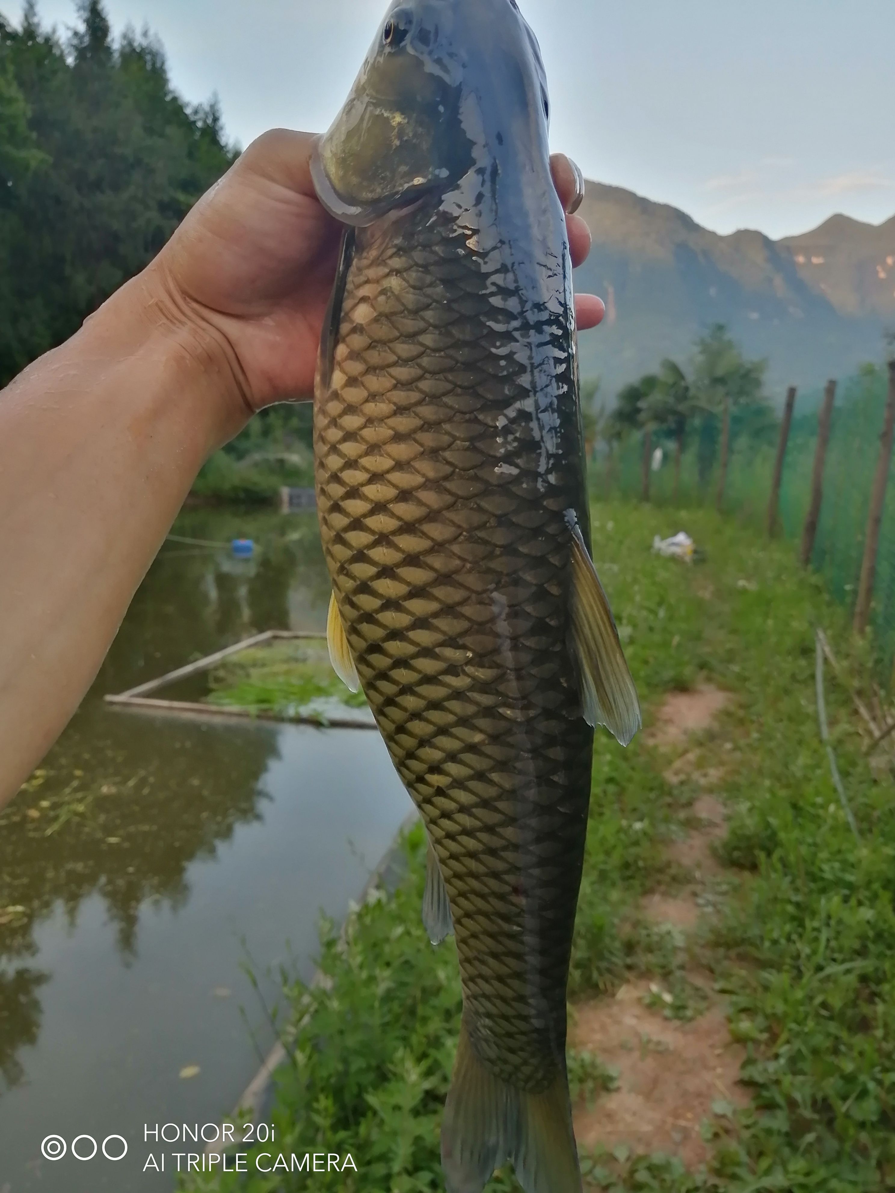 草鱼