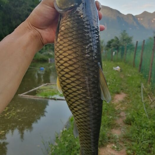 西乡县草鱼