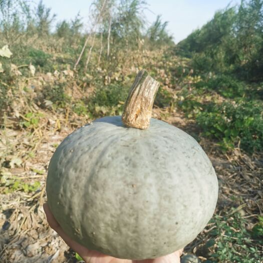 乌鲁木齐新疆银板栗南瓜支持一件代发，大量批发零售，产地整车装货