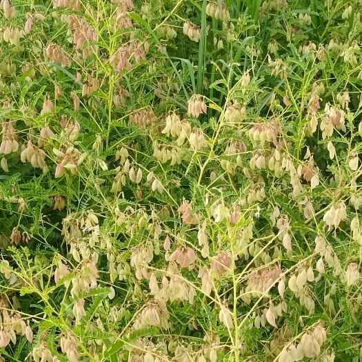察右前旗我们的黄芪是白皮绵芪，蒙古正北芪。有统货，有节子货，