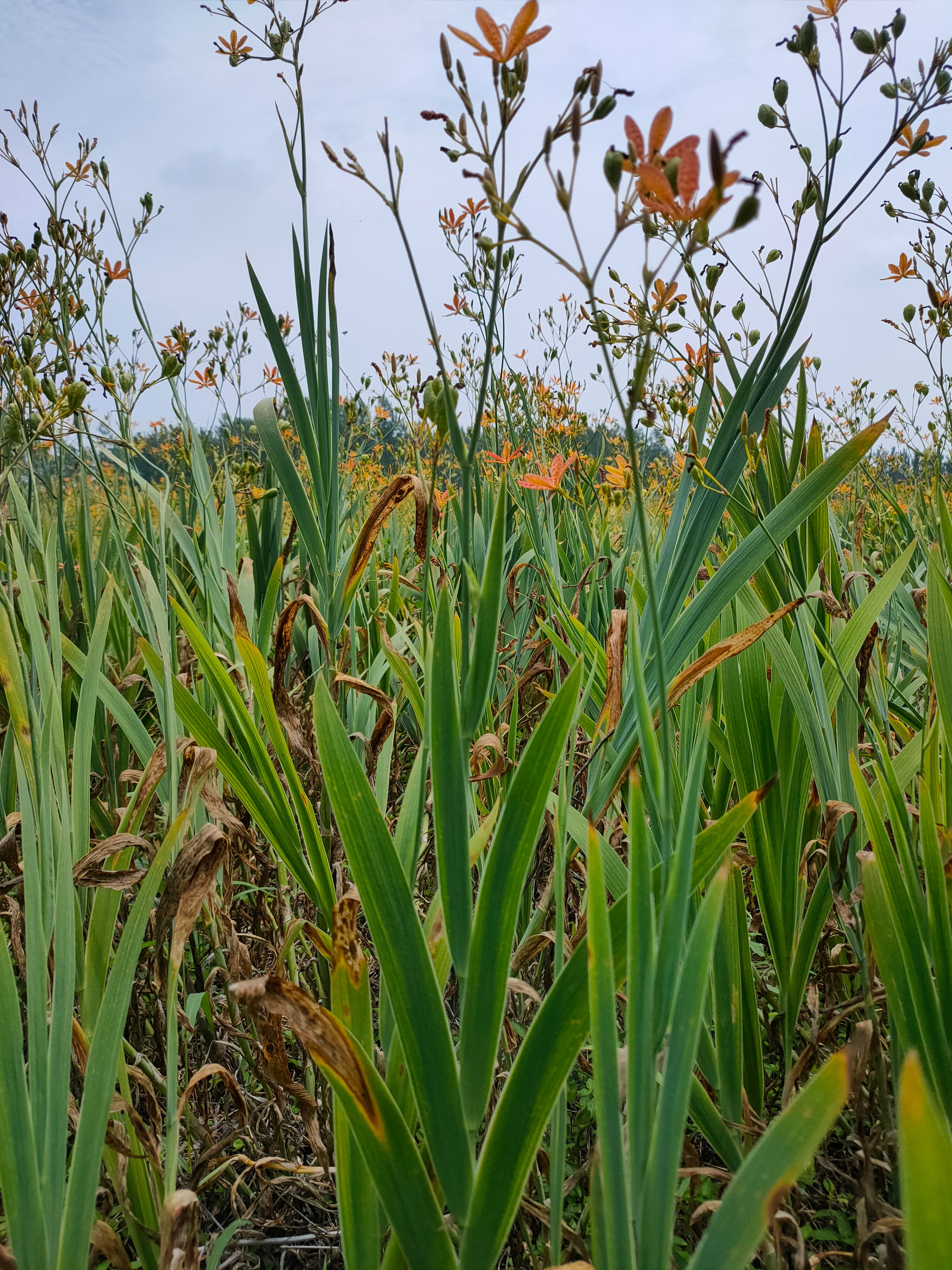 优质纯新射干种子，包芽率，干净无杂质，包回收