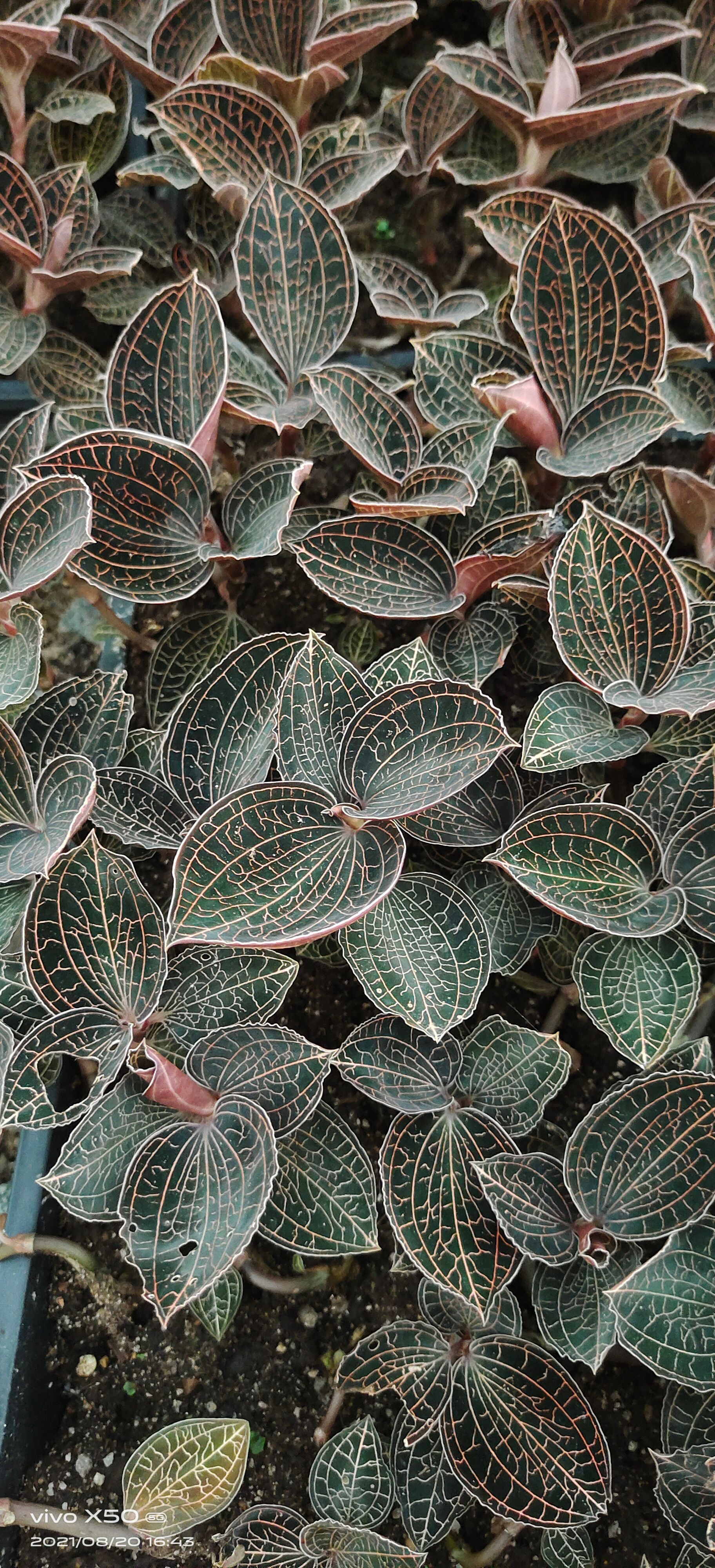 金线莲种苗  基地直发优质金线莲瓶苗