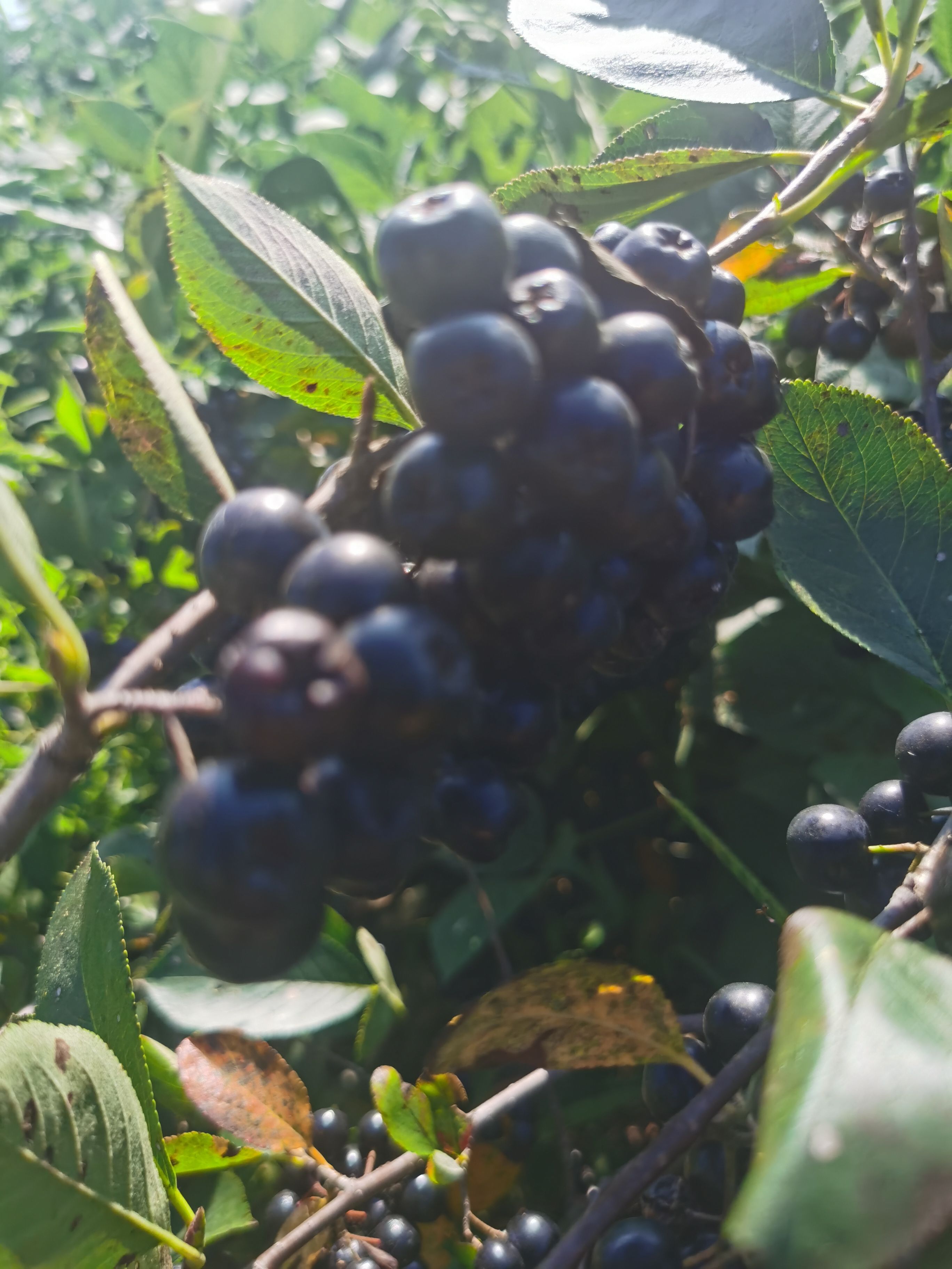 黑果花楸 黑果腺肋花楸果实