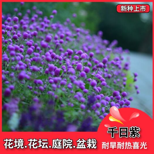 千日红种子  千日紫种子四季开花耐旱耐热室外阳台庭院花卉种子