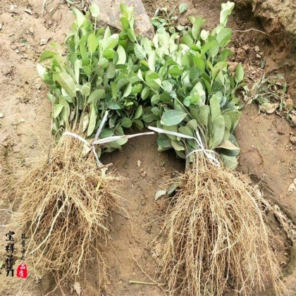 卫矛球  胶东卫矛苗 卫矛小苗  冬青卫矛 胶东四季常青绿篱绿化
