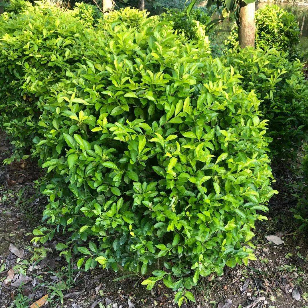 [黄素梅批发]黄素梅 价格35元/棵 - 惠农网