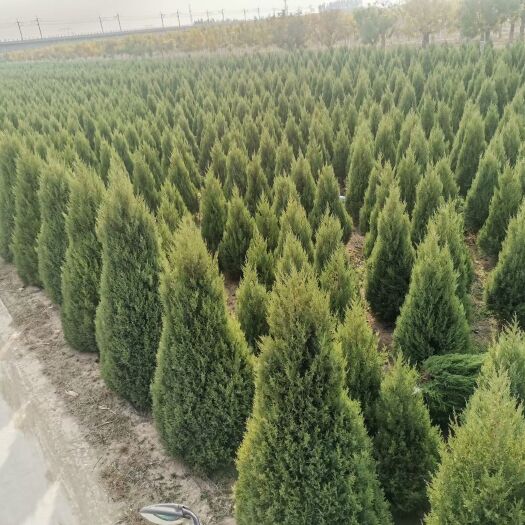 桧柏 刺柏，圆柏，80公-5米高大量销售中价格优惠