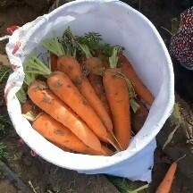 沽源县胡萝卜